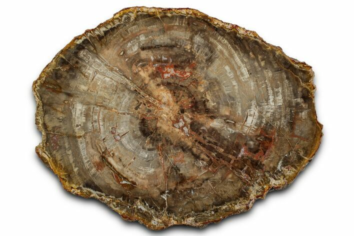 Polished Petrified Wood (Araucaria) Round - Madagascar #358029